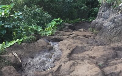 Trusting our Gut as Parents of a Child with an Eating Disorder, by Becky Henry, CPCC